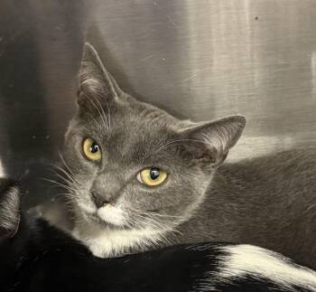 Domestic Short Hair Cats Available for Adoption - Ruthie | PetCurious