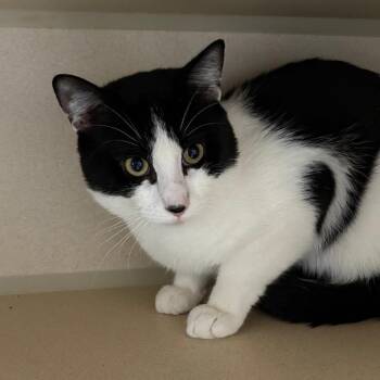 Domestic Short Hair Cats Available for Adoption - Rogan | PetCurious