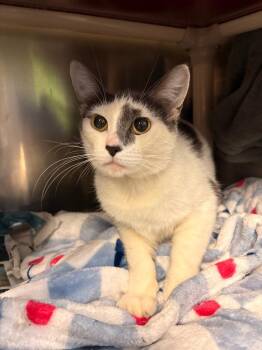Jelly -  Domestic Short Hair Cat for Adoption in Detroit, Michigan - Jelly | PetCurious