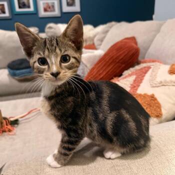 Martini -  Domestic Short Hair Cat for Adoption in La Grange, Kentucky - Martini | PetCurious
