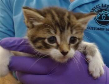 Domestic Short Hair Cats Available for Adoption in Doral, Florida - EVE | PetCurious