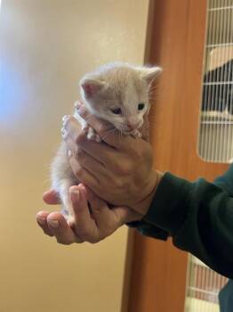 A1929595 -  Domestic Short Hair Cat for Adoption in Thousand Palms, California - A1929595 | PetCurious