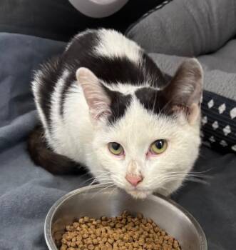 Rescue Domestic Short Hair Cats for Adoption in Allegan, Michigan - Turkey | PetCurious