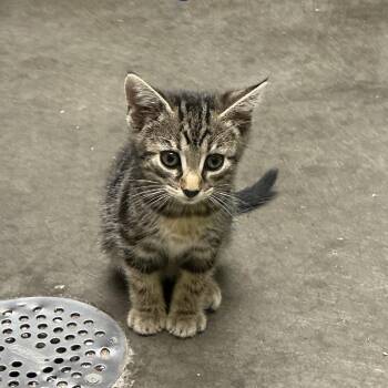 Slate -  Domestic Short Hair Cat for Adoption in Waynesburg, Pennsylvania - Slate | PetCurious