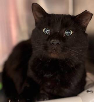 Domestic Short Hair Cats Available for Adoption in Madison, Georgia - Vespurr | PetCurious