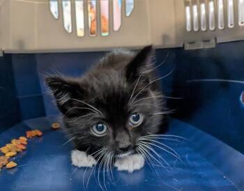 TANG -  Domestic Short Hair Cat for Adoption in Kent, Washington - TANG | PetCurious