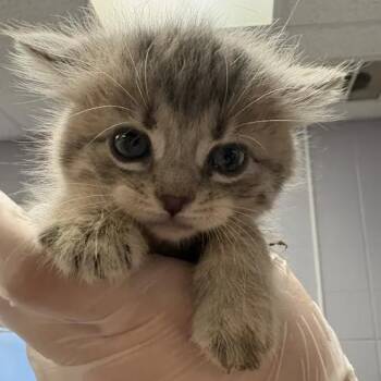 Girl -  Domestic Short Hair Cat for Adoption in South Elgin, Illinois - Girl | PetCurious