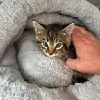 Drift -  Domestic Medium Hair Cat for Adoption in Allegan, Michigan - Drift | PetCurious