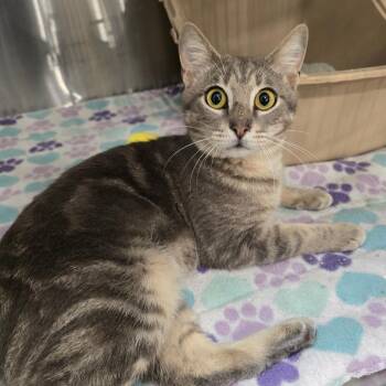 Domestic Short Hair and Manx Cats Available for Adoption - Gibbs | PetCurious