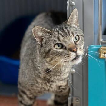 Domestic Short Hair Cats Available for Adoption in Memphis, Tennessee - GIDEON-30636 | PetCurious