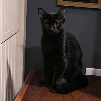 Rescue Domestic Short Hair Cats for Adoption in Kansas City, Missouri - Porter | PetCurious