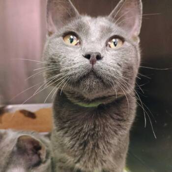 Vision -  Domestic Short Hair Cat for Adoption in Davenport, Iowa - Vision | PetCurious