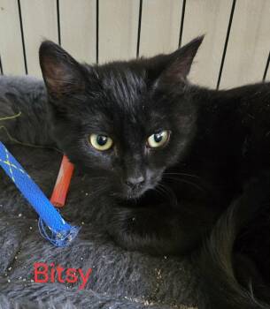 Bitsy -  Domestic Short Hair Cat for Adoption in Greene, New York - Bitsy | PetCurious