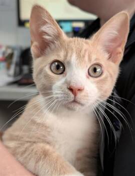 Rescue Domestic Short Hair Cats for Adoption in Canfield, Ohio - LEIF | PetCurious