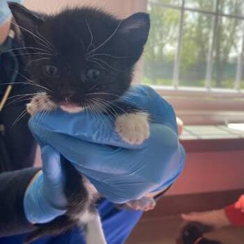 Mars -  Domestic Short Hair Cat for Adoption in South Elgin, Illinois - Mars | PetCurious