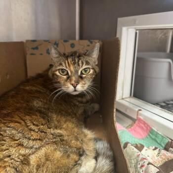 Annie -  Domestic Short Hair Cat for Adoption in Goleta, California - Annie | PetCurious