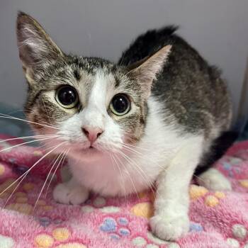 Sissy -  Domestic Short Hair Cat for Adoption in Saint Joseph, Missouri - Sissy | PetCurious