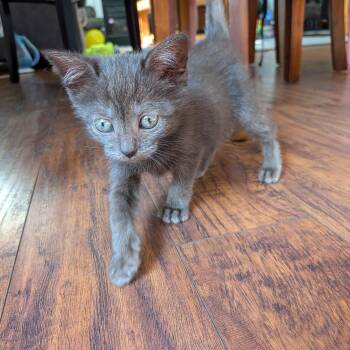 Oakley -  American Shorthair Cat for Adoption in Columbia, Maryland - Oakley | PetCurious