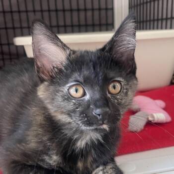 Gose -  Domestic Short Hair Cat for Adoption in Chicago, Illinois - Gose | PetCurious