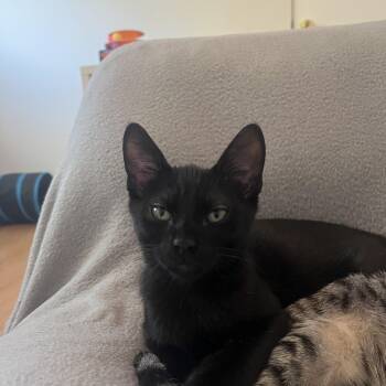 Rescue Domestic Short Hair Cats for Adoption in Los Angeles, California - Hotwire | PetCurious