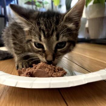 Alix -  Domestic Short Hair Cat for Adoption in East Hanover, New Jersey - Alix | PetCurious