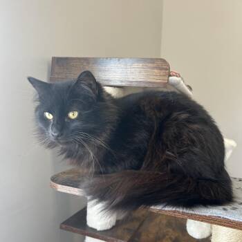 Domestic Long Hair Cats Available for Adoption - Goober | PetCurious