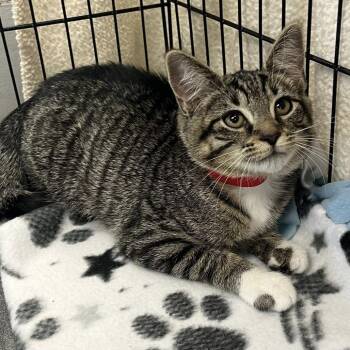 Mittens Stripey Socks -  Domestic Short Hair Cat for Adoption in Buffalo, New York - Mittens Stripey Socks | PetCurious