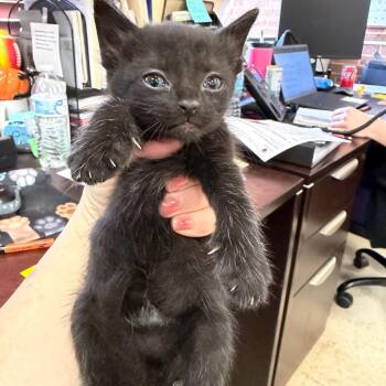 Jazzy -  Domestic Short Hair Cat for Adoption in Birmingham, Alabama - Jazzy | PetCurious