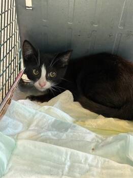 A137505 -  Domestic Short Hair Cat for Adoption in Palmetto, Florida - A137505 | PetCurious