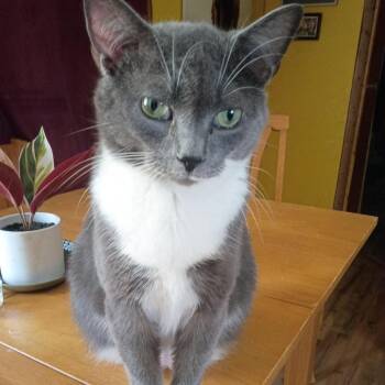 Groot -  Domestic Short Hair Cat for Adoption in Asheville, North Carolina - Groot | PetCurious