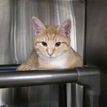 Rescue Domestic Short Hair Cats for Adoption in Falls Church, Virginia - Bud | PetCurious