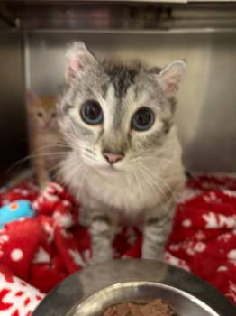 Coco Cabana -  Siamese Cat for Adoption in Liverpool, New York - Coco Cabana | PetCurious