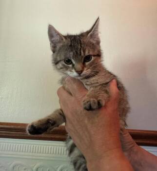 Tigress Kitten -  Domestic Short Hair Cat for Adoption in Mukwonago, Wisconsin - Tigress Kitten | PetCurious