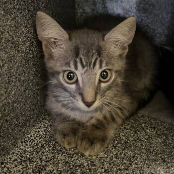 C.C. -  Domestic Short Hair Cat for Adoption - C.C. | PetCurious