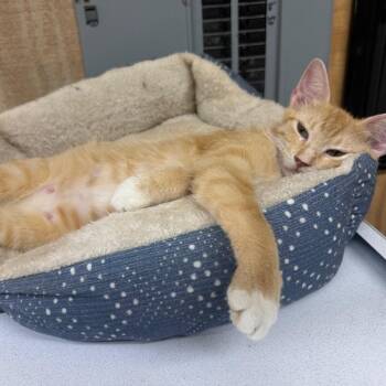 Sabrina -  Domestic Short Hair Cat for Adoption in New York, New York - Sabrina | PetCurious