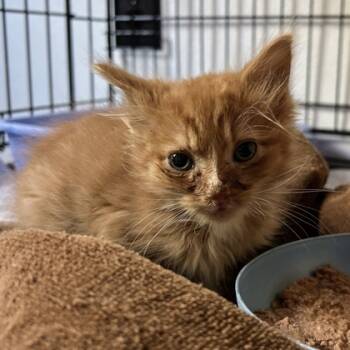 Rescue Domestic Short Hair Cats for Adoption in Bryan, Texas - Jack | PetCurious