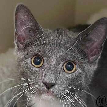 Minx -  Domestic Short Hair Cat for Adoption in Victor, New York - Minx | PetCurious
