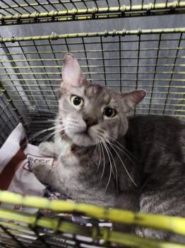 MARLO -  Domestic Short Hair Cat for Adoption in San Antonio, Texas - MARLO | PetCurious