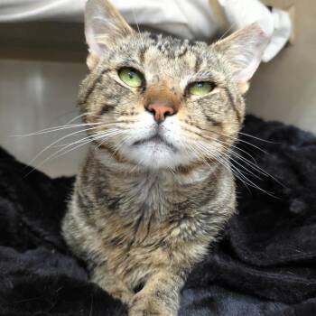 Mr. Tabbs -  Domestic Short Hair Cat for Adoption in Michigan City, Indiana - Mr. Tabbs | PetCurious