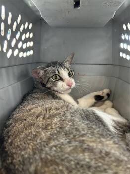 JUPITER -  Domestic Short Hair Cat for Adoption in San Antonio, Texas - JUPITER | PetCurious