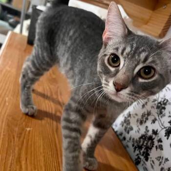 Blaze -  Domestic Short Hair Cat for Adoption in Cleveland, Ohio - Blaze | PetCurious