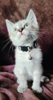 Siamese Cats Available for Adoption in New Braunfels, Texas - Gravy | PetCurious