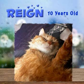 W2 REIGN -  Domestic Short Hair Cat for Adoption in Southbury, Connecticut - W2 REIGN | PetCurious