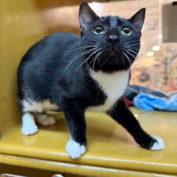 Connec -  Domestic Short Hair Cat for Adoption in San Antonio, Texas - Connec | PetCurious