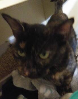 Marla -  Tortoiseshell Cat for Adoption in PORT WENTWRTH, Georgia - Marla | PetCurious
