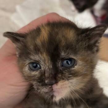 Domestic Short Hair Cats Available for Adoption in Newark, New Jersey - Averill | PetCurious