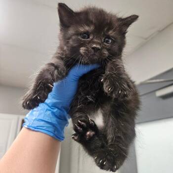 Otter -  Domestic Short Hair Cat for Adoption in Greenville, South Carolina - Otter | PetCurious