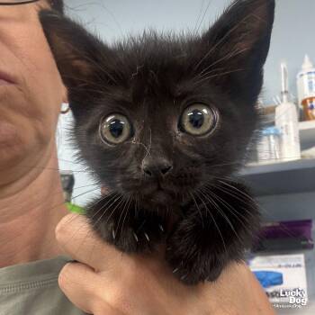 Domestic Short Hair Cats Available for Adoption in Washington, District Of Columbia - Mars | PetCurious