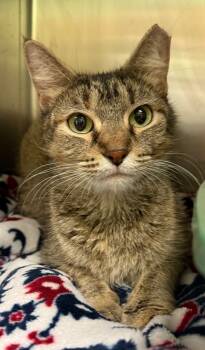 Rescue Domestic Short Hair Cats for Adoption in La Porte, Indiana - Button | PetCurious