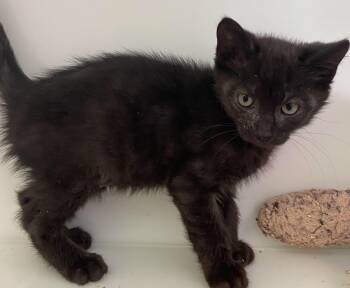 Domestic Short Hair Cats Available for Adoption in Delson, Quebec - Hélios | PetCurious